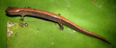 Northern red-backed salamander -- Plethodon cinereus